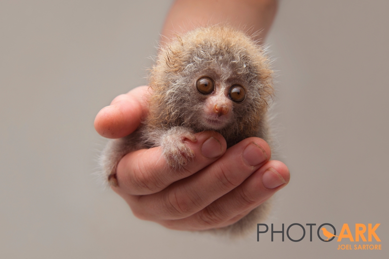 Bengal Slow Loris Photo Ark 00320