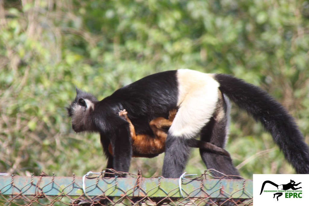Delacour’s Langur Born in the SemiWild Enclosure in EPRC Endangered Primate Rescue Center