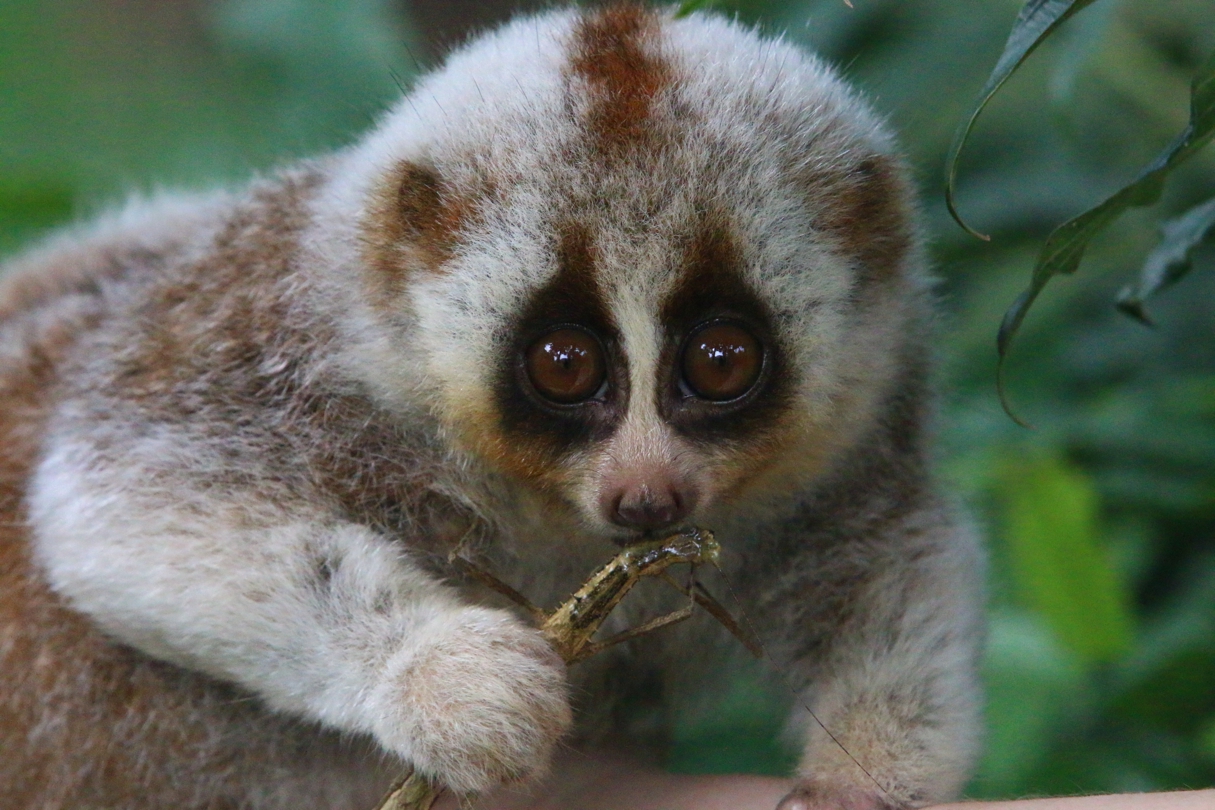 Photoshoot-Primates-NatGeo-story-6