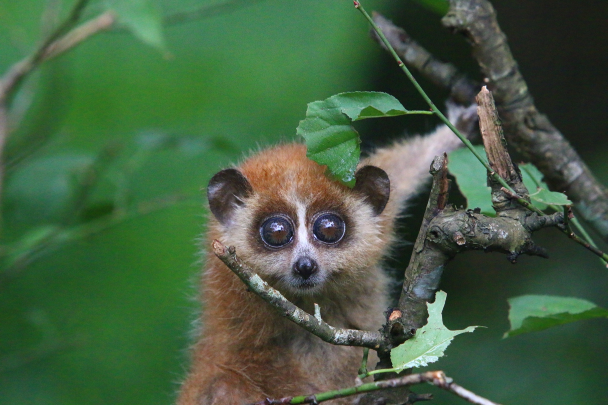 Photoshoot-Primates-NatGeo-story-7