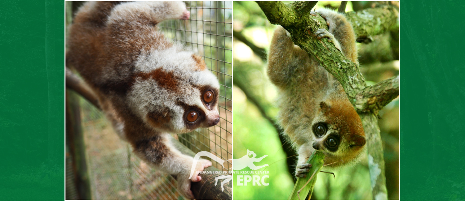 Bengal-Slow-Loris-Pygmy-Loris-Apart-header