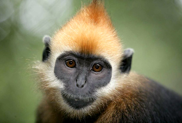 Cat Ba Langur at the EPRC