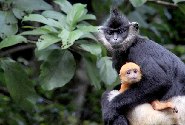 Delacour's Langur – Endangered Primate Rescue Center