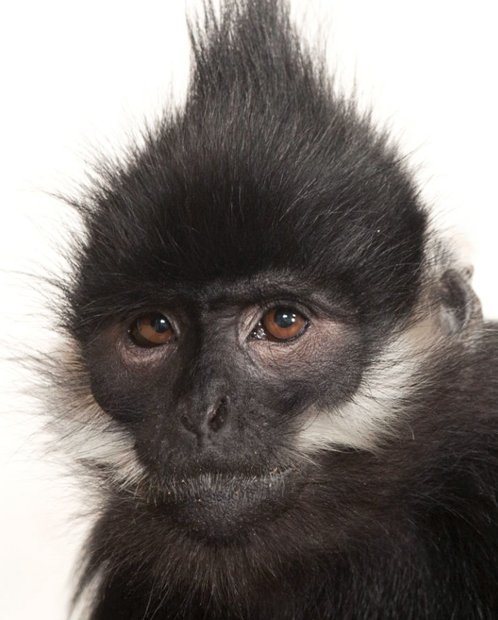 Delacour's Langur – Endangered Primate Rescue Center