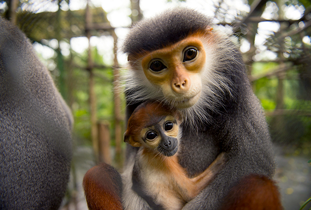 Red-Shanked Douc Langur Endangered Primate Rescue