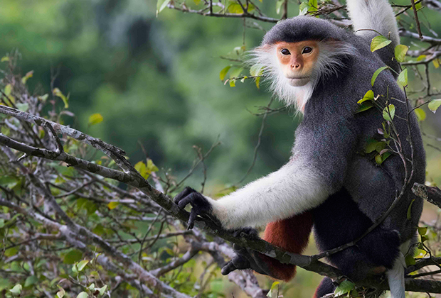Red-Shanked Douc Langur Endangered Primate Rescue