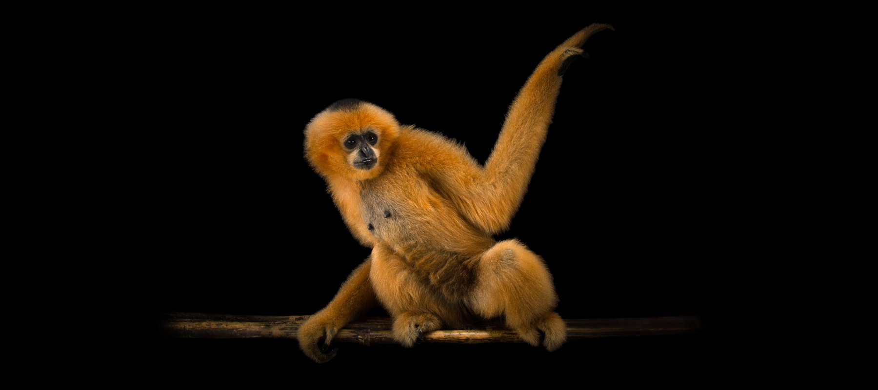 Female Northern White-Cheeked Gibbon with black background