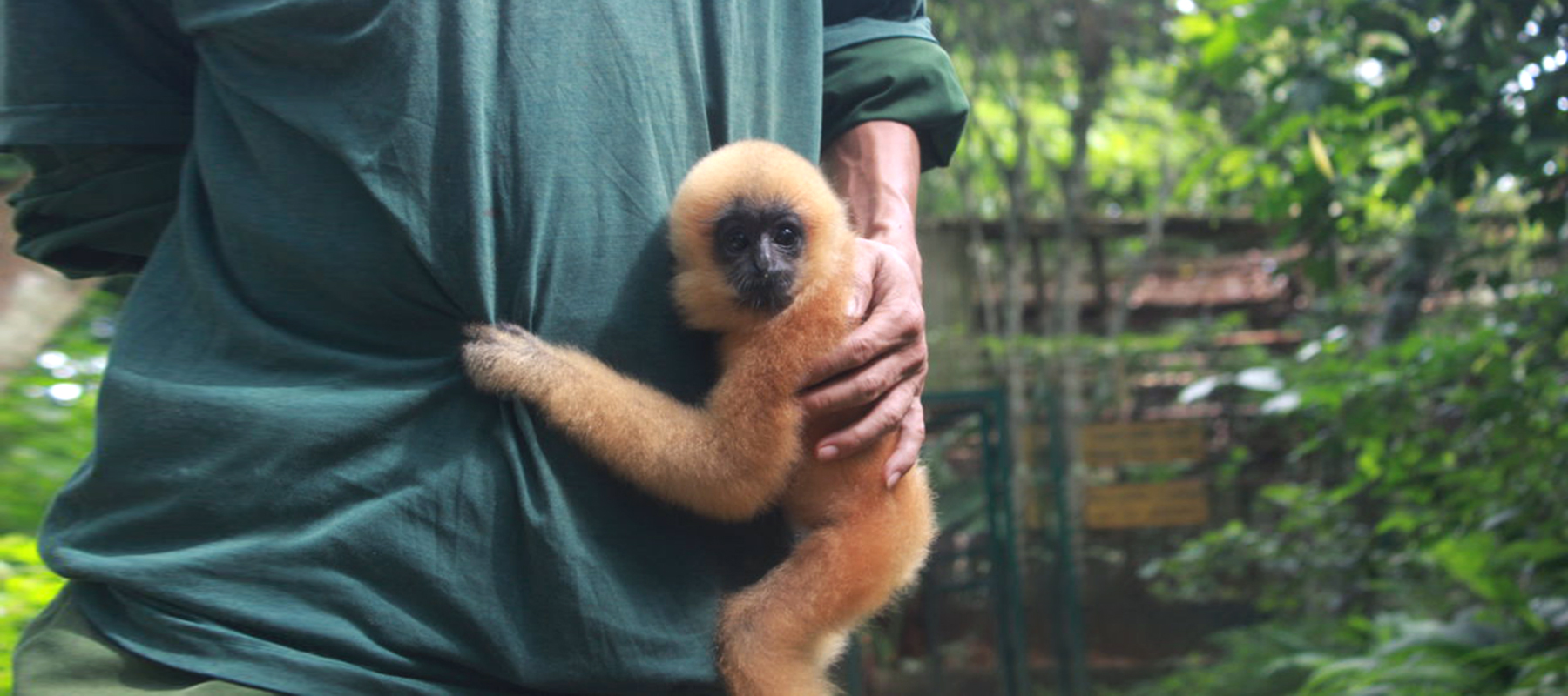 Keeper holding the gibbon baby in EPRC