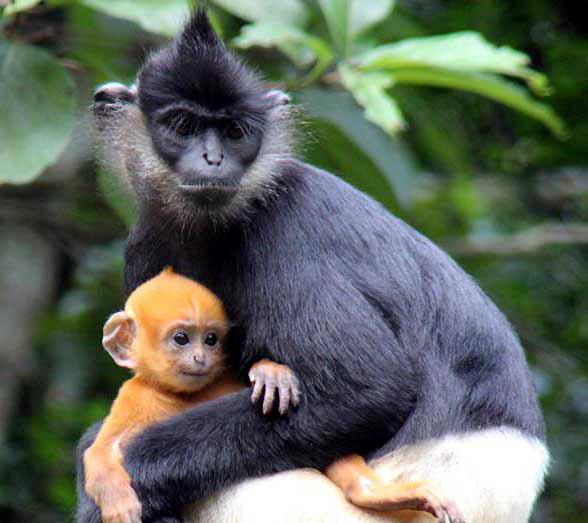 Delacours-Langur-01