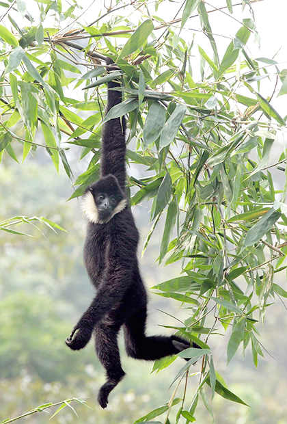 A northern white-cheeked gibbon with black fur is hanging in a tree