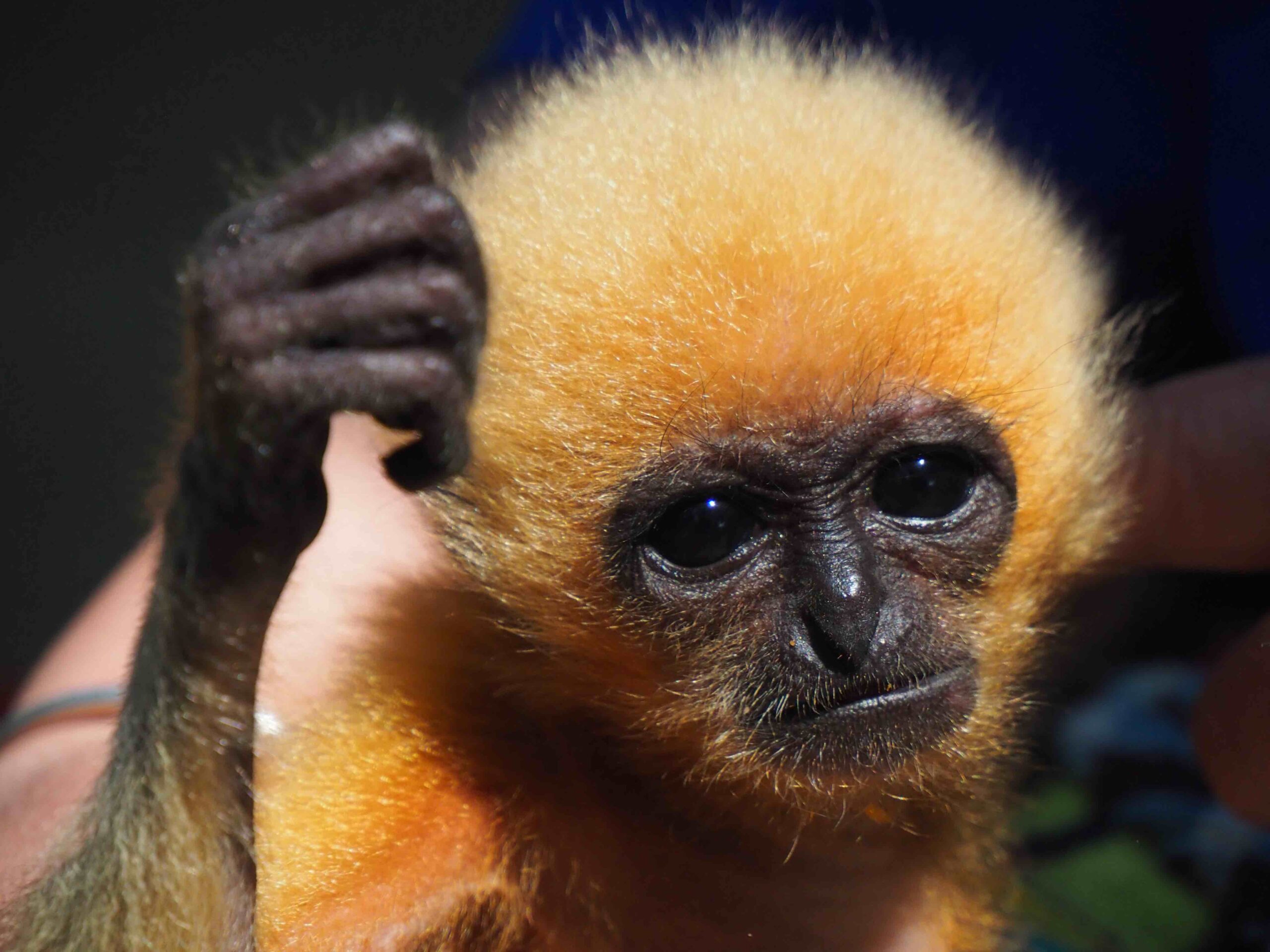 Portrait of gibbon infant