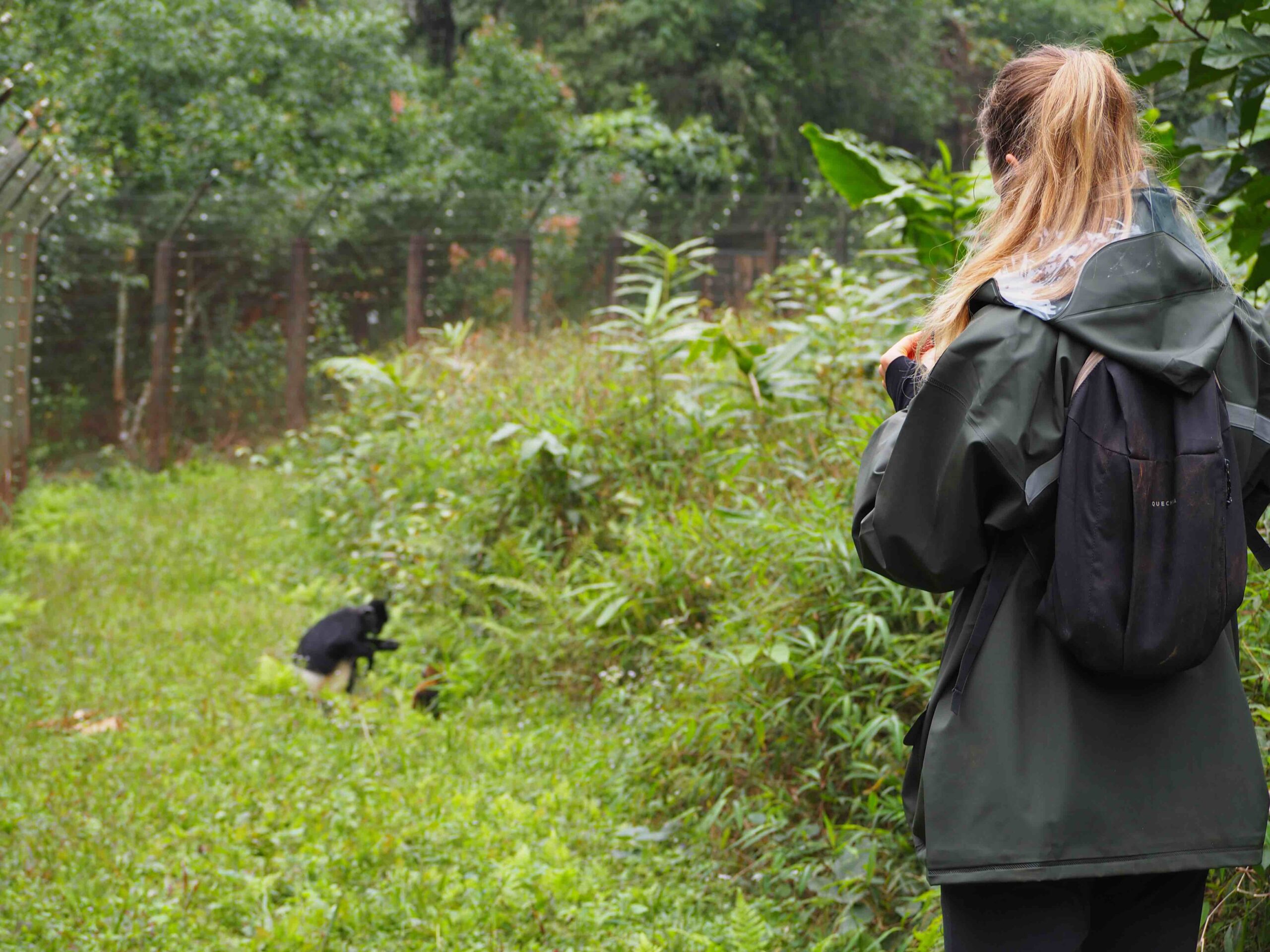 Researcher standing with a Camera in her hand filming a Delacour's Langur with her offspring