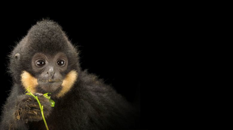 Male Gibbon eating leaves, black background