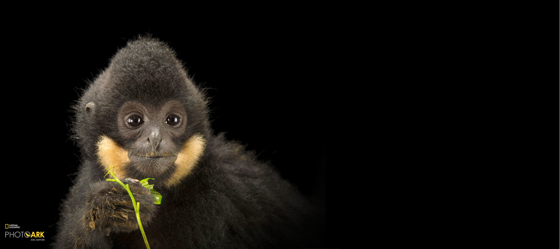 Male Gibbon eating leaves, black background