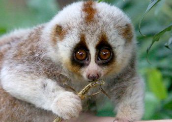 Bengal-Slow-Loris-620x420-3