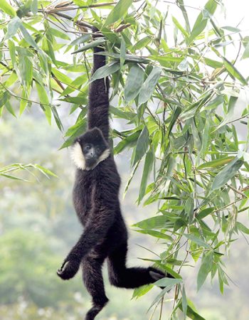 A northern white-cheeked gibbon with black fur is hanging in a tree